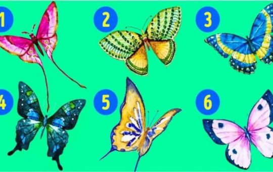 Test delle farfalle, le descrizioni - Youbee.it