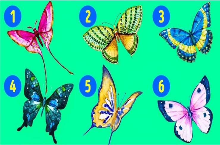 Test delle farfalle, le risposte - Youbee.it