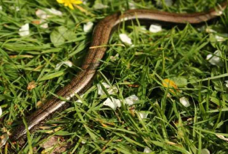 Segnali che indicano la presenza di un serpente