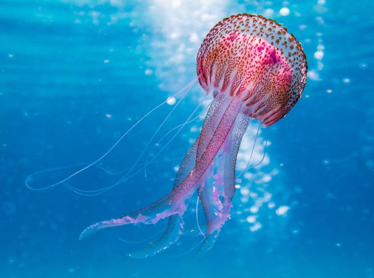 In queste spiagge italiane ci sono tante meduse