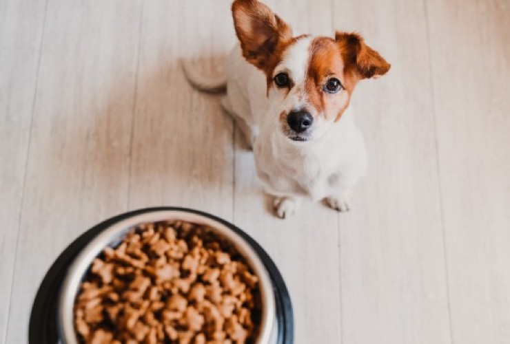 Quali sono le migliori crocchette per cani?