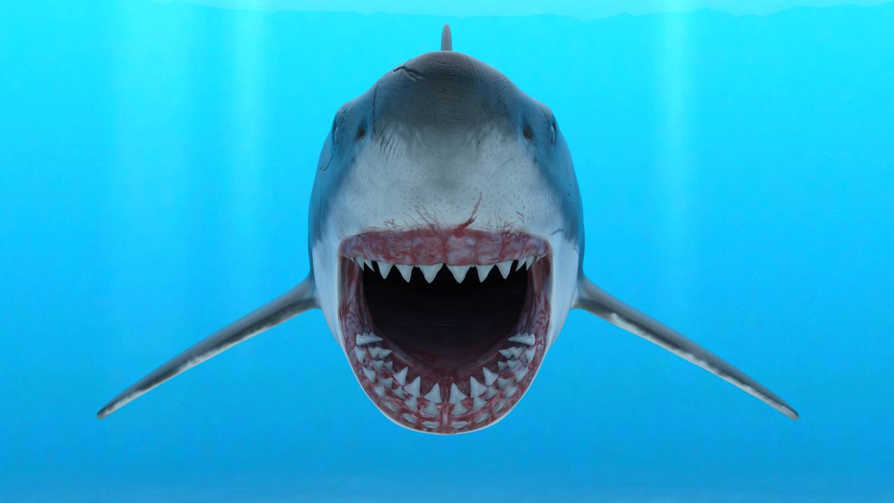 Sempre più squali a riva in Italia