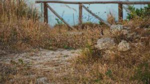 Trova il gatto, test personalità