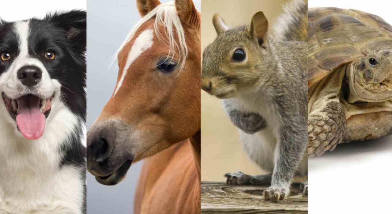 Quale animale vedi per primo?