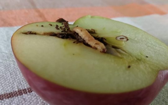 Puoi mangiare un frutto con un verme al suo interno?