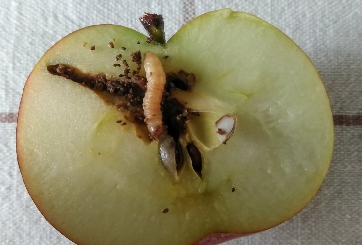 Puoi mangiare un frutto con un verme al suo interno?