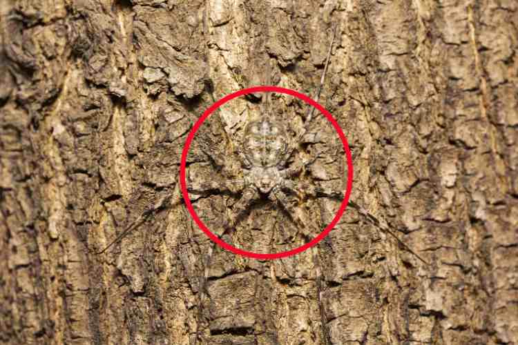 Trovate il ragno mimetizzato sul tronco