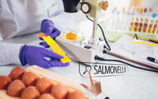 Allarme salmonella nelle uova