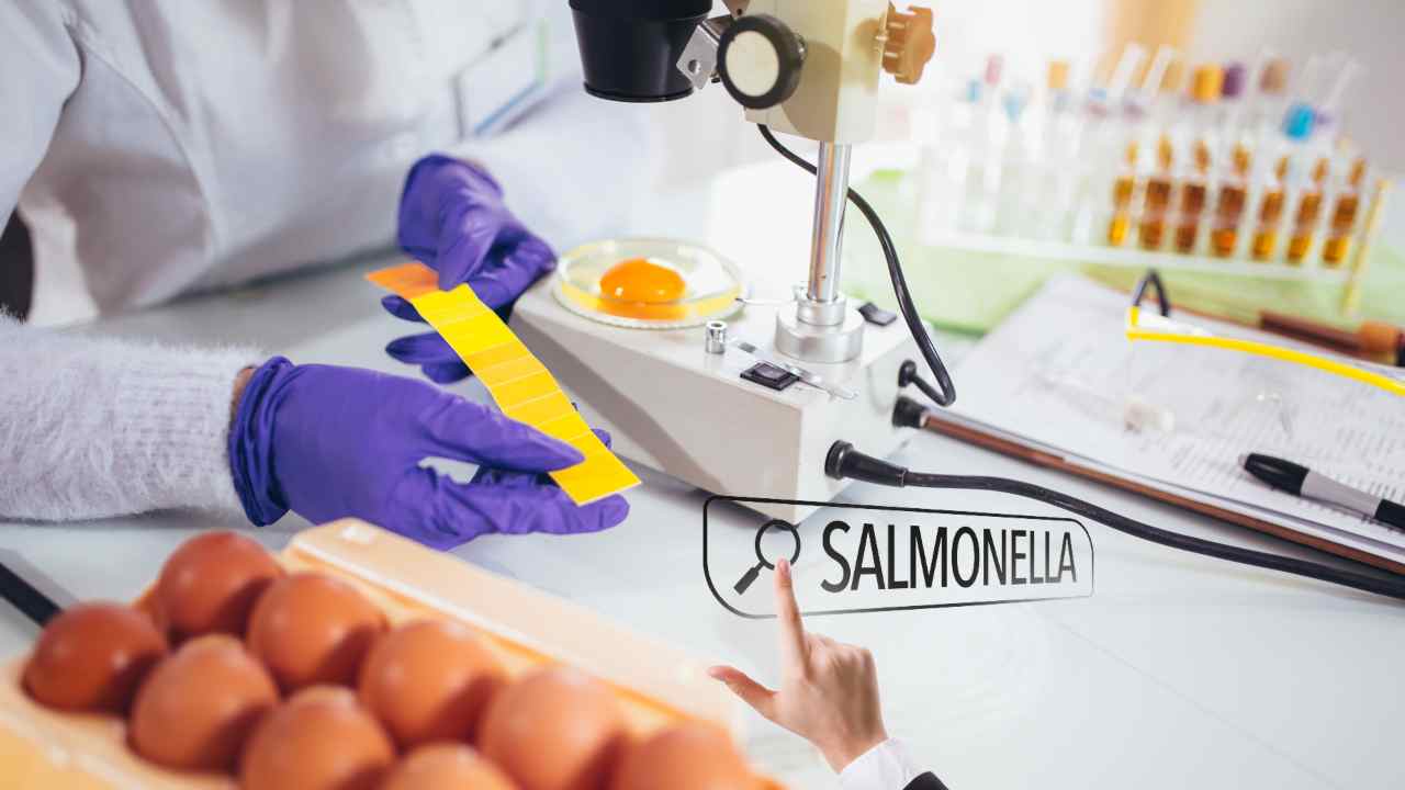 Allarme salmonella nelle uova