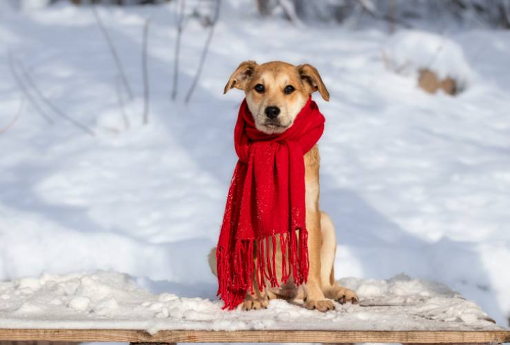 Perchè si dice fa un freddo cane?